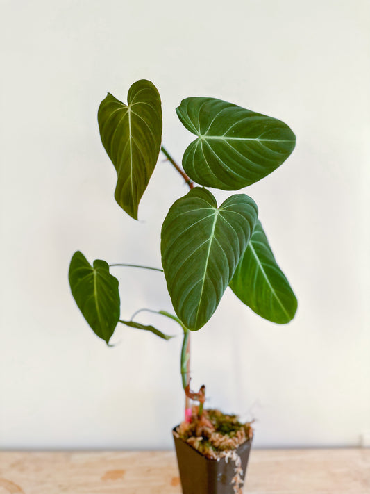 Philodendron Glorious (Gloriosum x Melanochrysum)