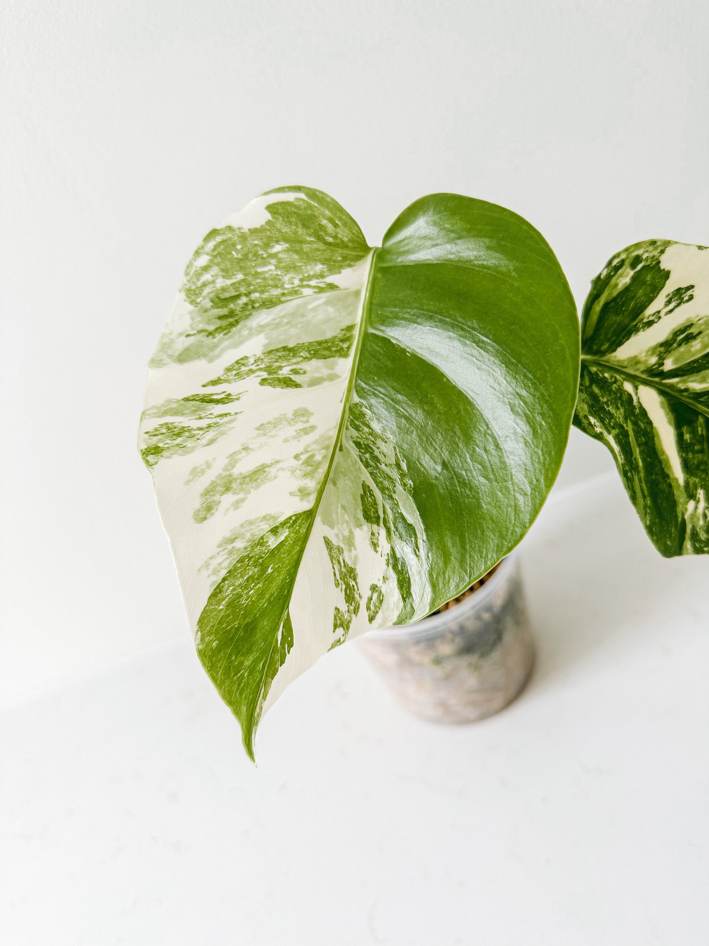 Monstera Deliciosa albo variegated