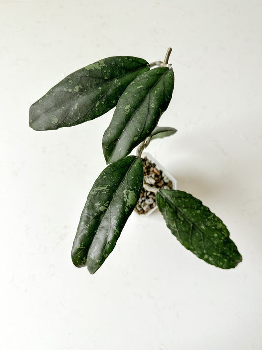 Hoya sp Aceh