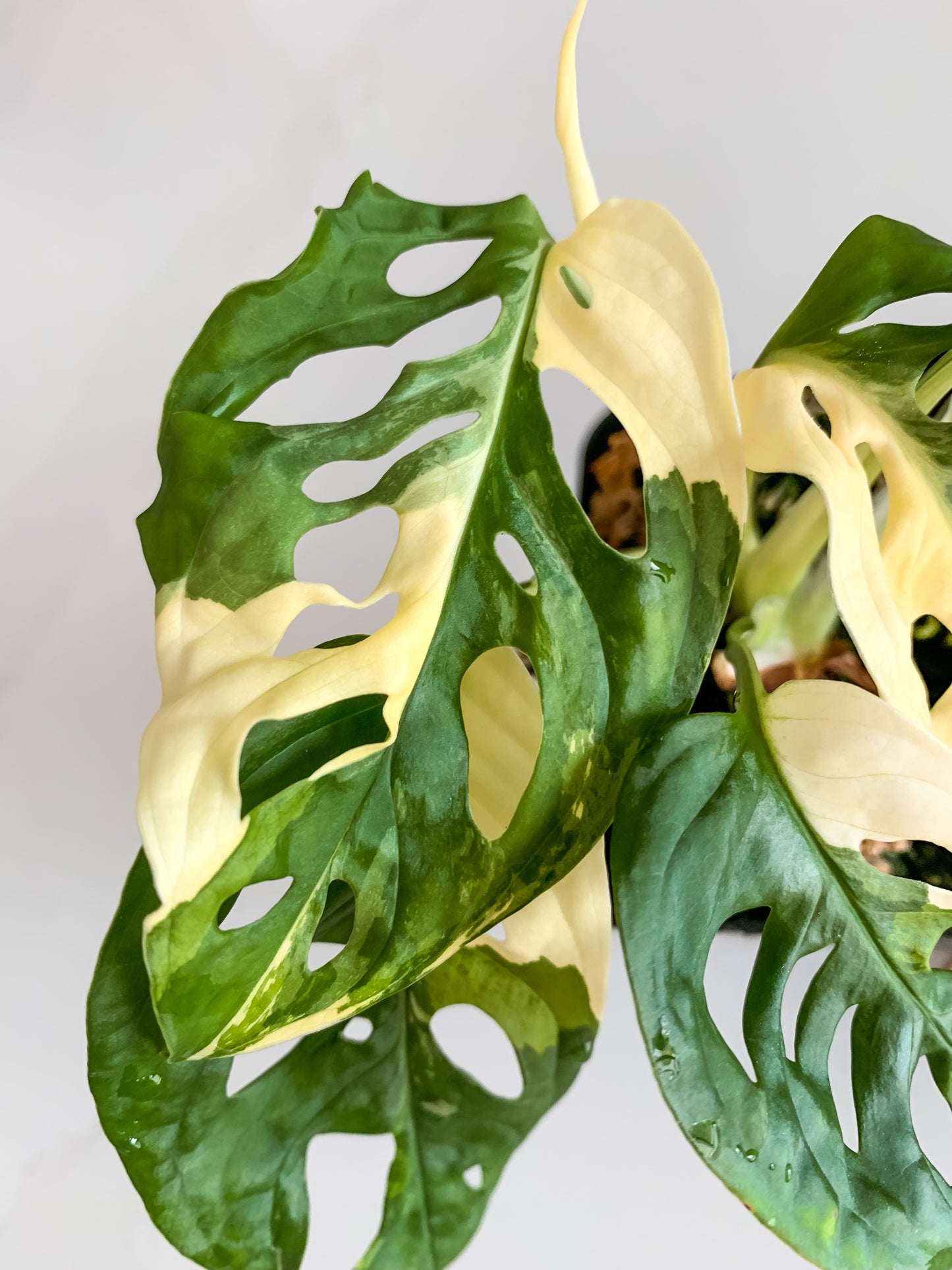 Monstera Adansonii variegated (tricolor)