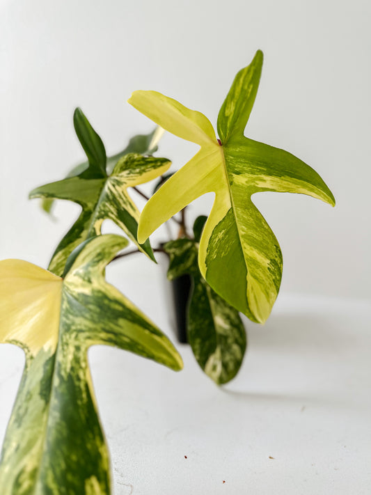 Philodendron Florida Beauty