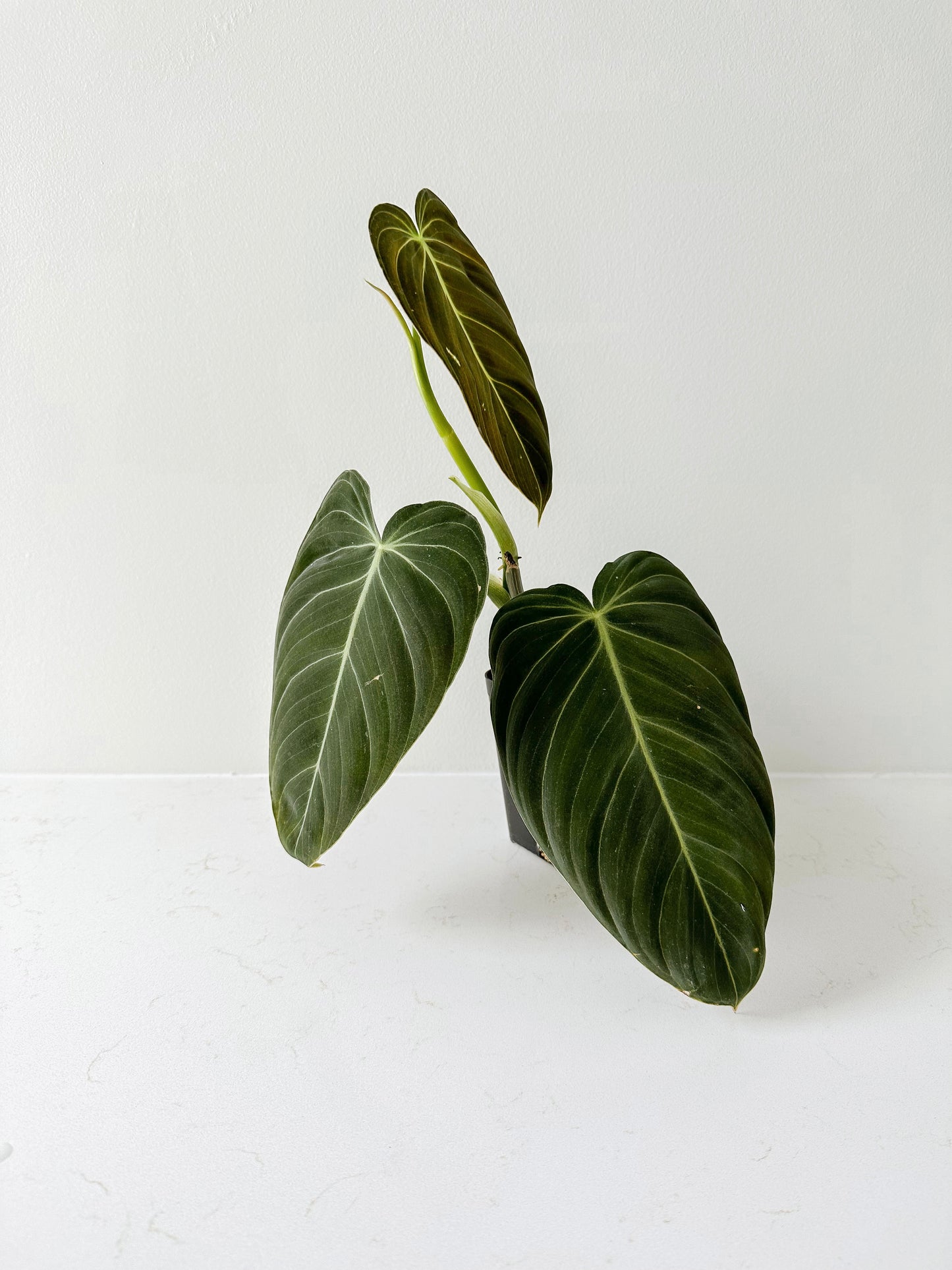 Philodendron Melanochrysum