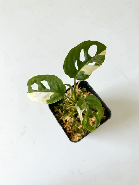 Monstera Adansonii variegated (tricolor)