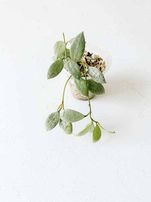 Hoya lacunosa 'Louisa's Silver'