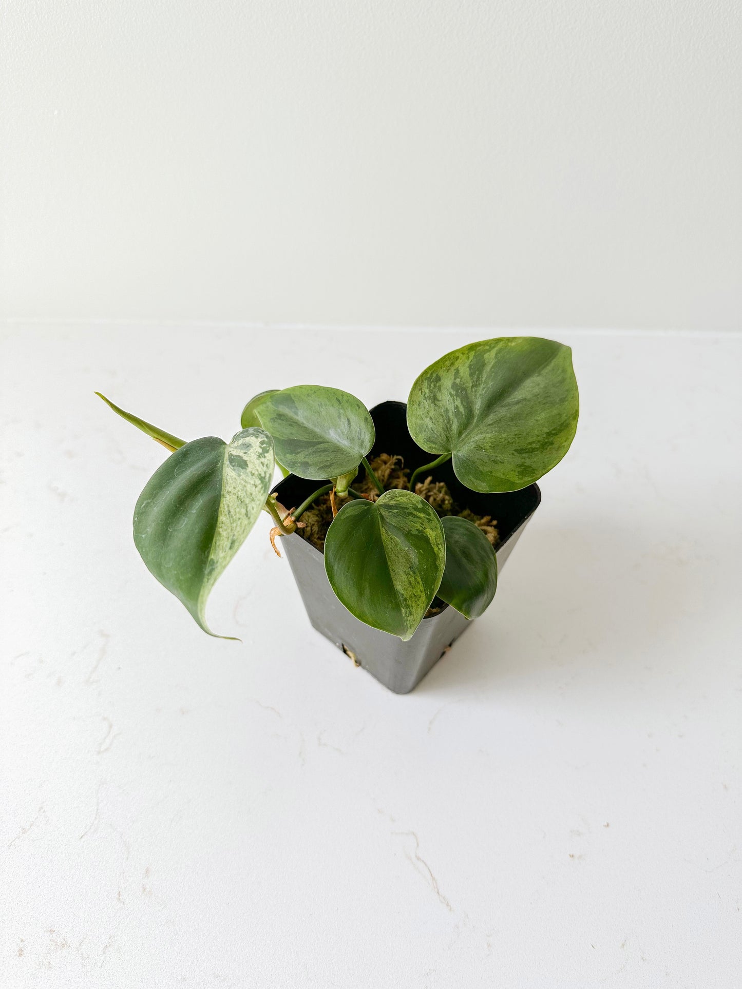 Philodendron Hederaceum variegated