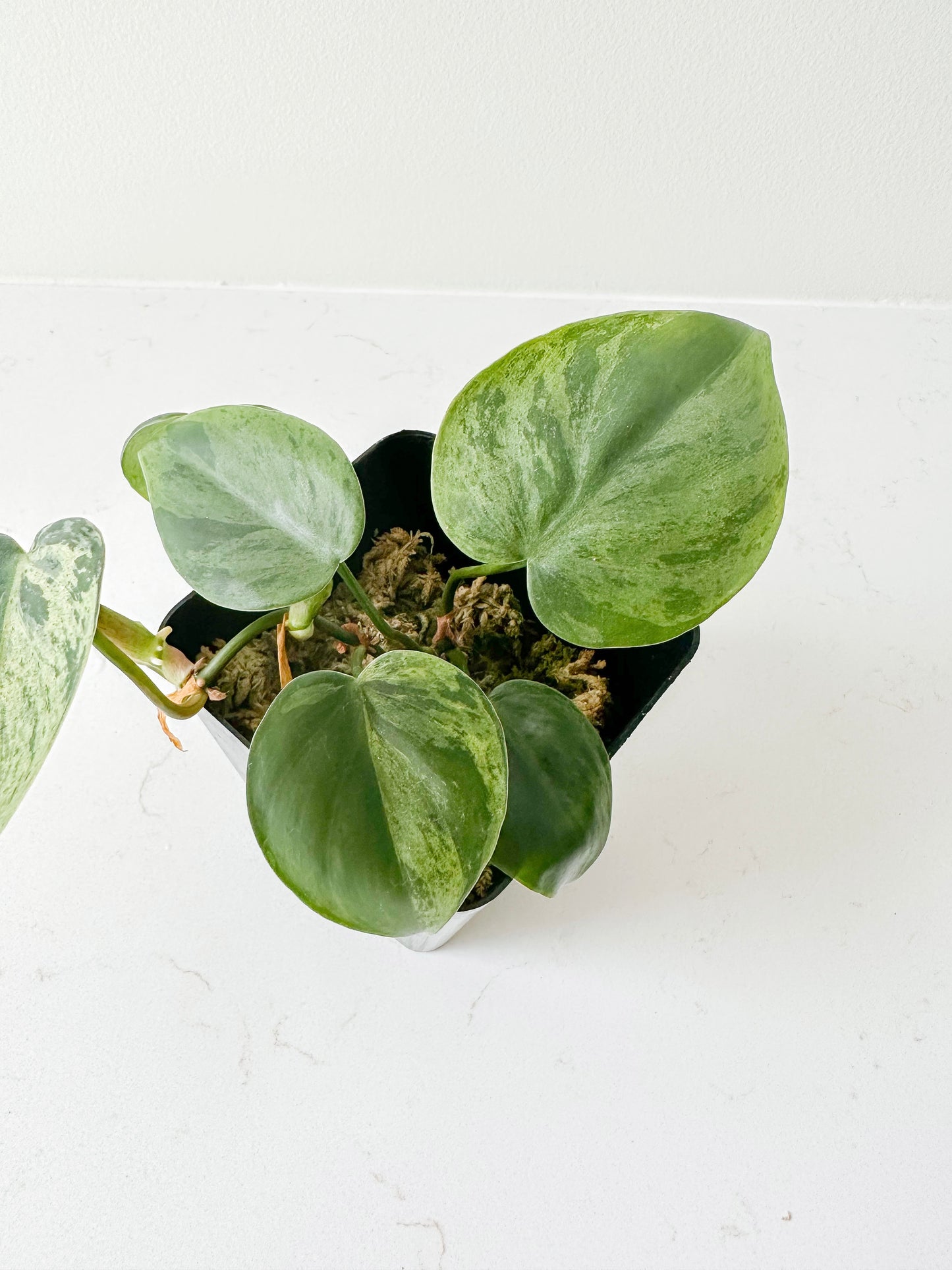 Philodendron Hederaceum variegated