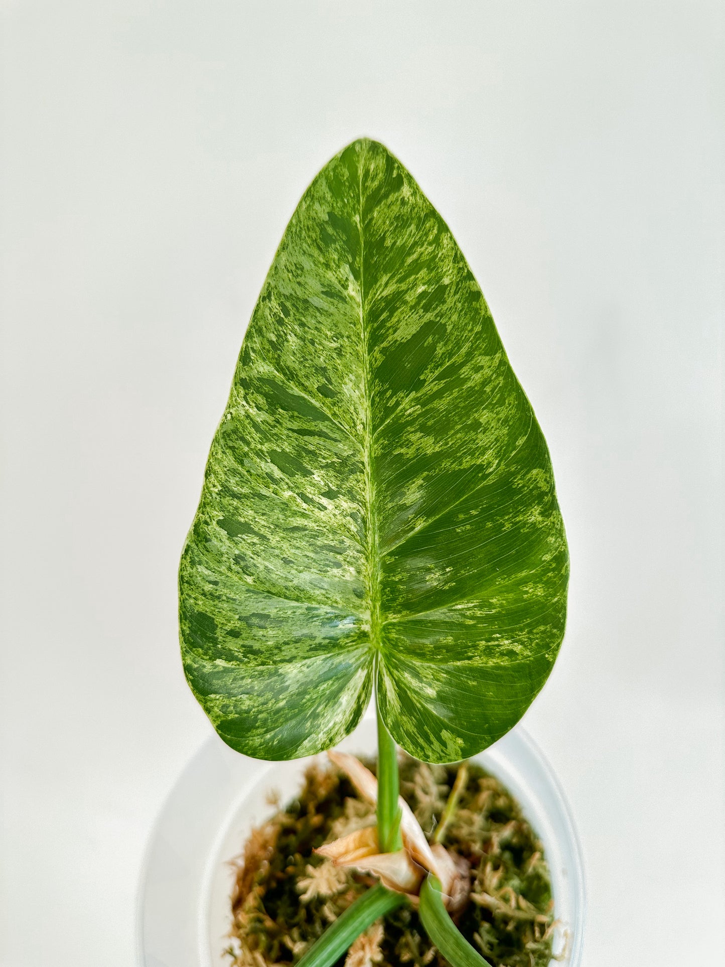 philodendron Giganteum blizzard