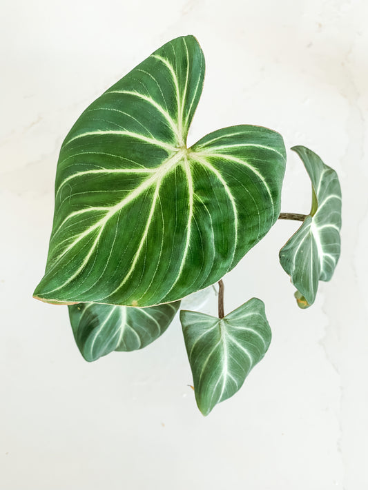 Philodendron Gloriosum zebra