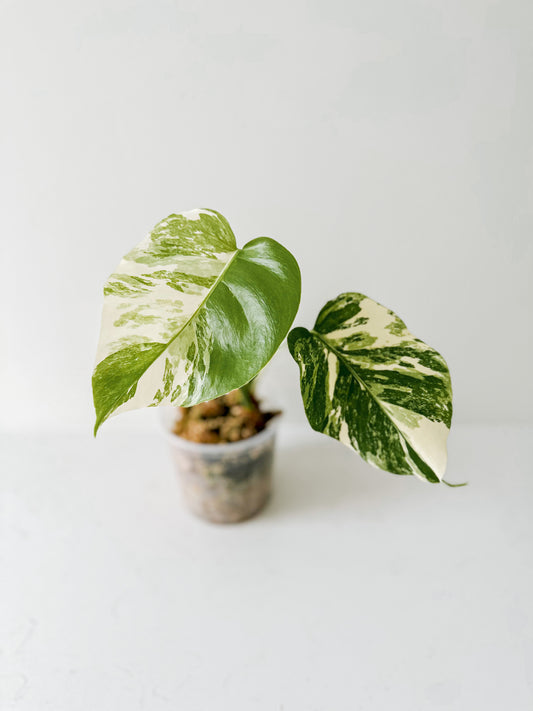 Monstera Deliciosa albo variegated