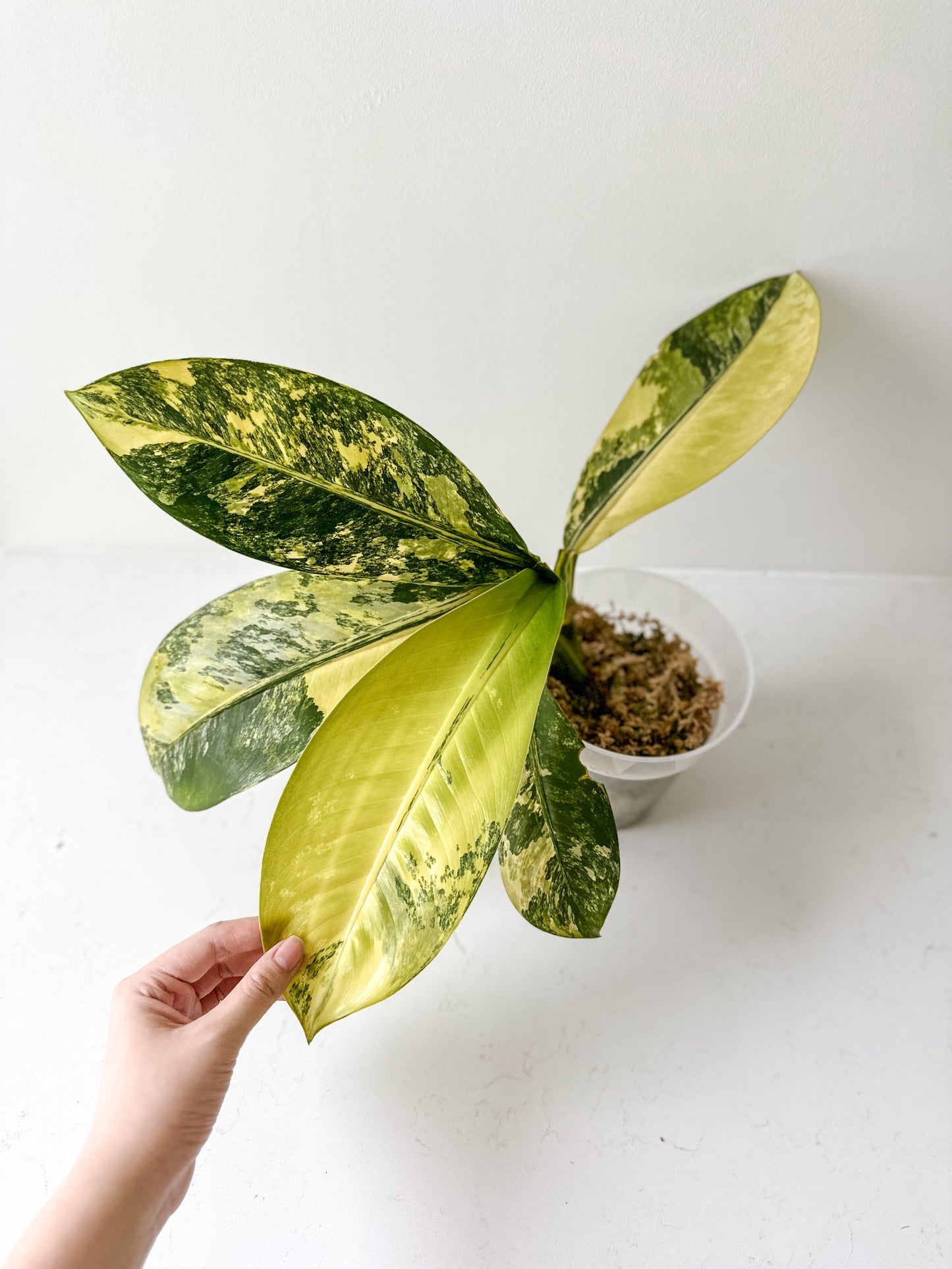 Dieffenbachia Big Ben variegated