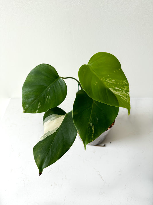 Monstera Deliciosa albo variegated