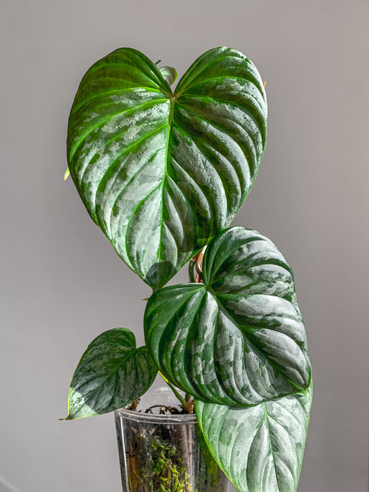 Philodendron Majestic