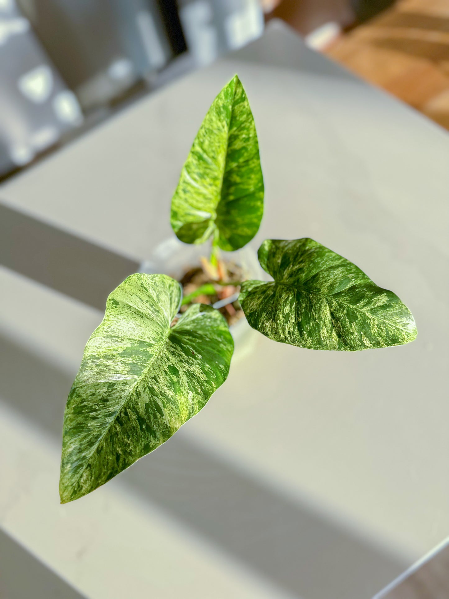 philodendron Giganteum blizzard