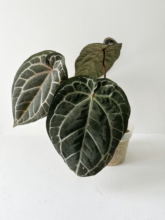 Anthurium Zara x Michelle