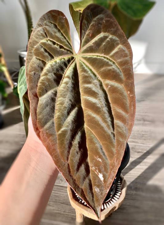 Anthurium papillilaminum ‘X-One’ SEEDLING