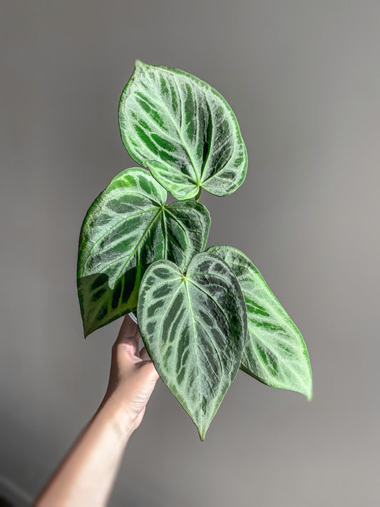 Anthurium Silver Blush